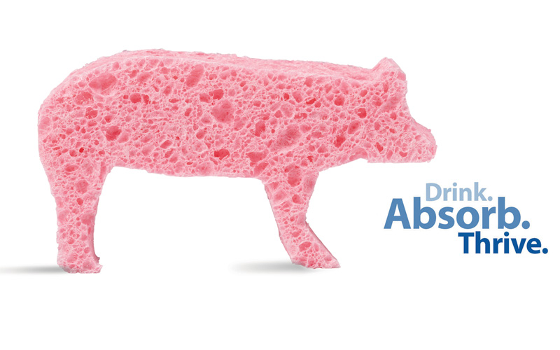 Photo of a pink, pig shaped sponge that says Drink. Absorb. Thrive.
