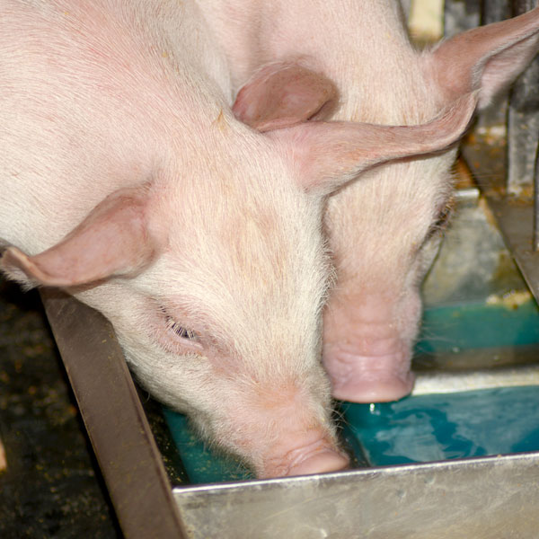 Photo of pigs drinking Swine BlueLite from a water trough