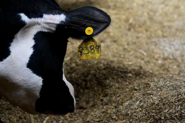 Photo of a cow at Dolph Dairy