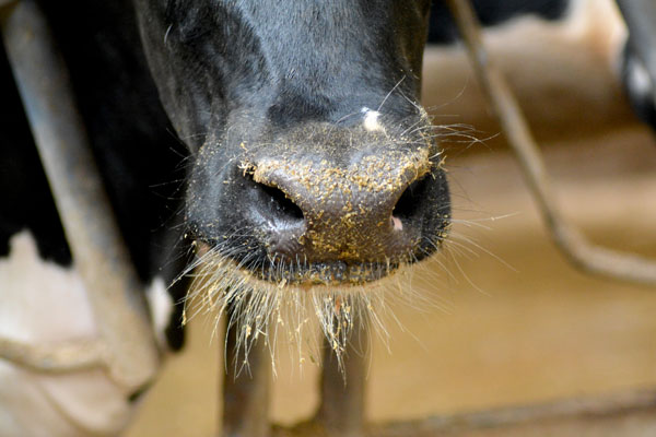 Photo of a cow at Bluestream Dairy in Ohio