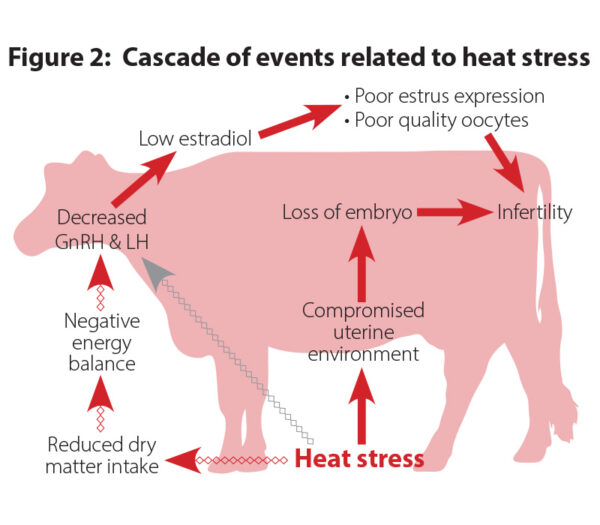 Reproduction and heat stress figure 2