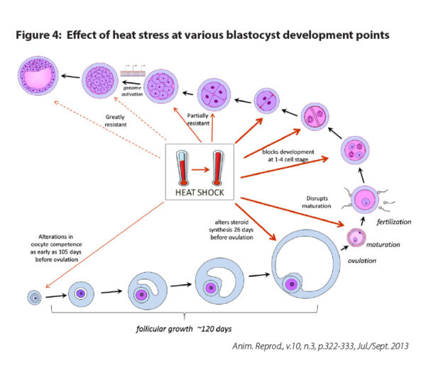 Reproduction and heat stress figure 4