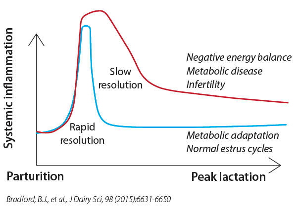 Peak Lactation Graph