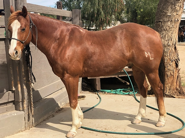 Photo of a brown horse standing at a fence