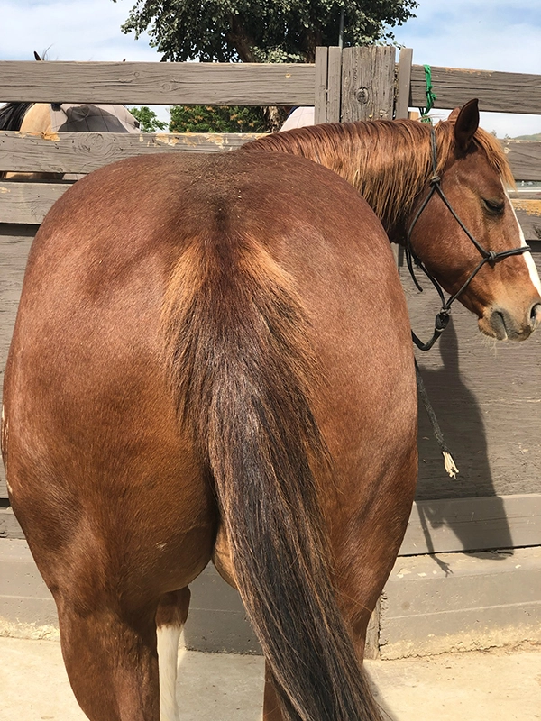 Photo of the back of a brown horse