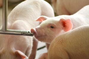 Photo of baby pigs drinking from a water tube