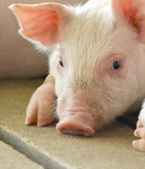 Photo of a baby pig laying down