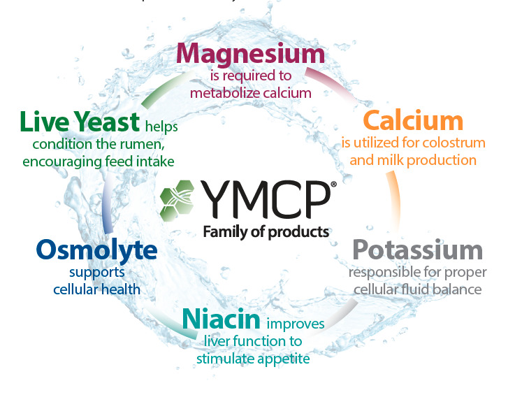 YMCP ingredient description graphic that shows Magnesium, Live Yeast, Osmolyte, Niacin, Potassium and Calcium