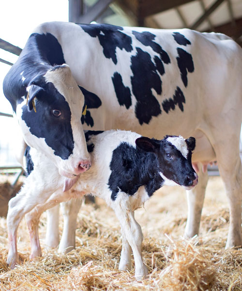 Photo of a Holstein cow and calf
