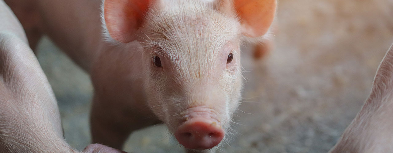 Photo of a baby pig