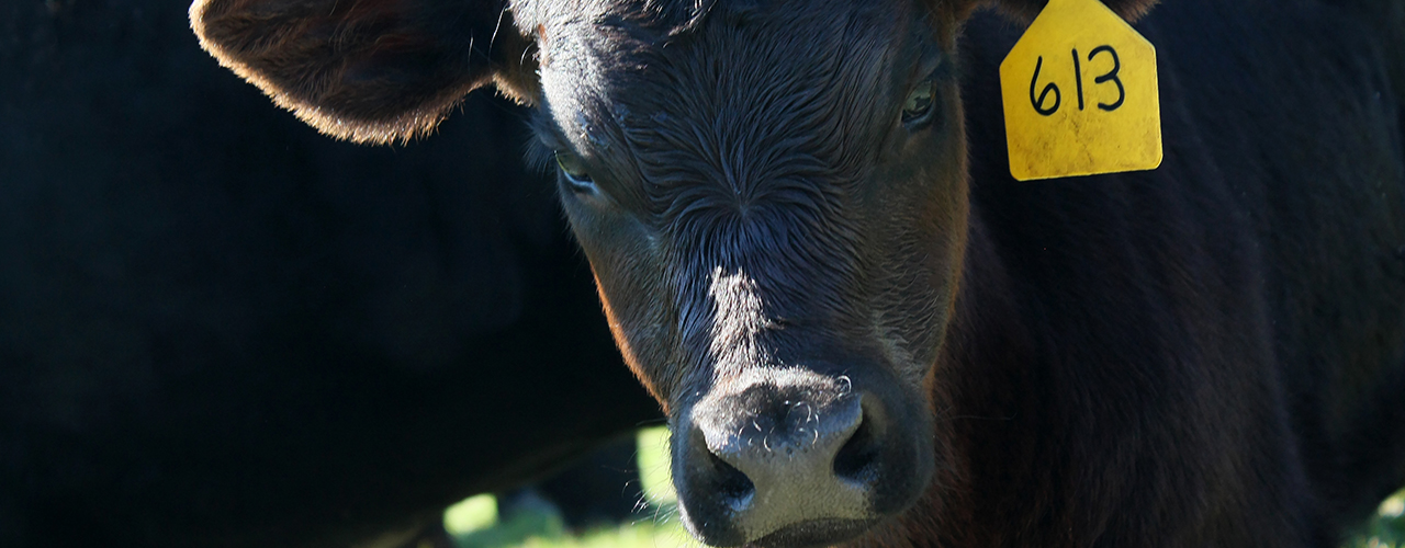 Beef calf products