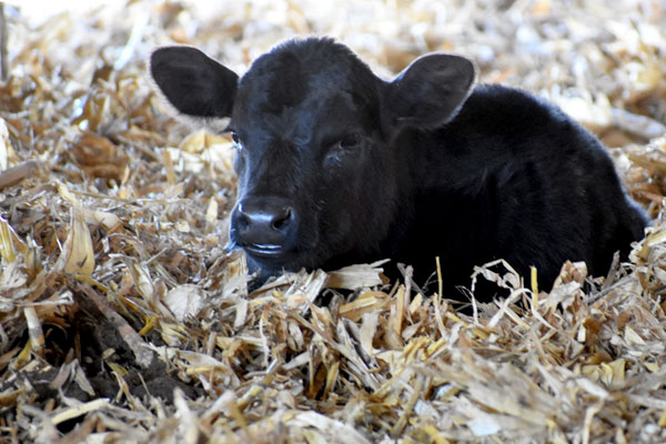 Photo of a calf laying in hay