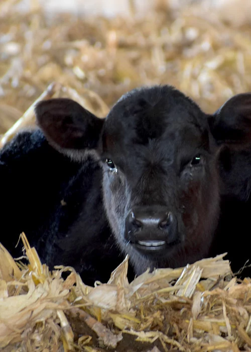 Photo of a calf laying down in hay