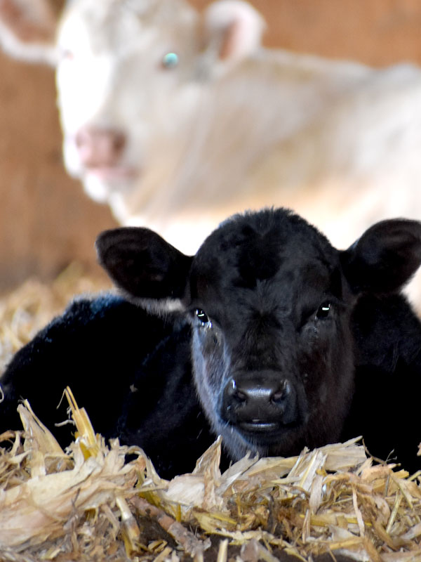 Photo of a black calf laying down in bedding material