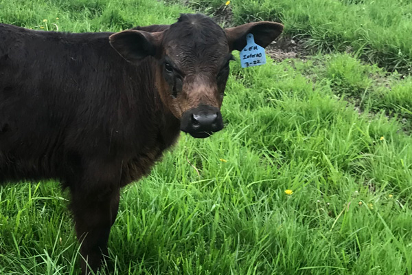 Photo of a cow in a grass pasture