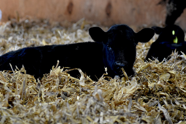 Photo of a calf laying down in bedding material