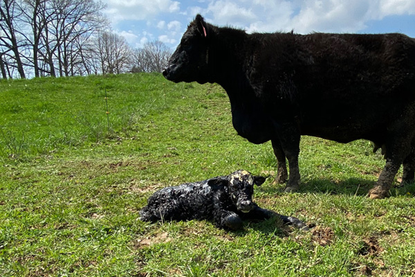 Photo of a new born calf in a field with a cow