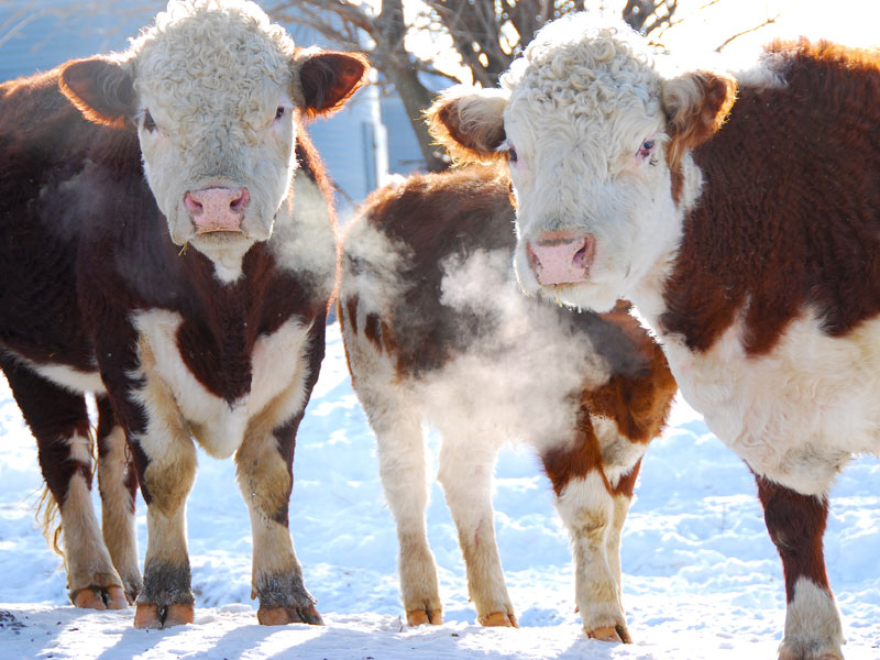 Beef Cold Stress Education