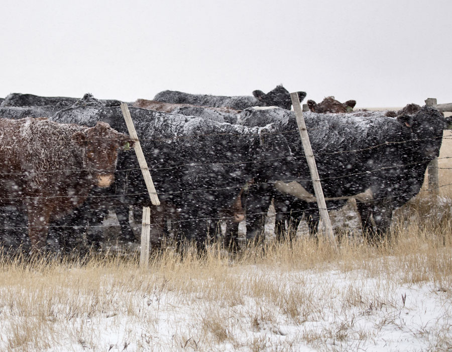 beef cattle in winter