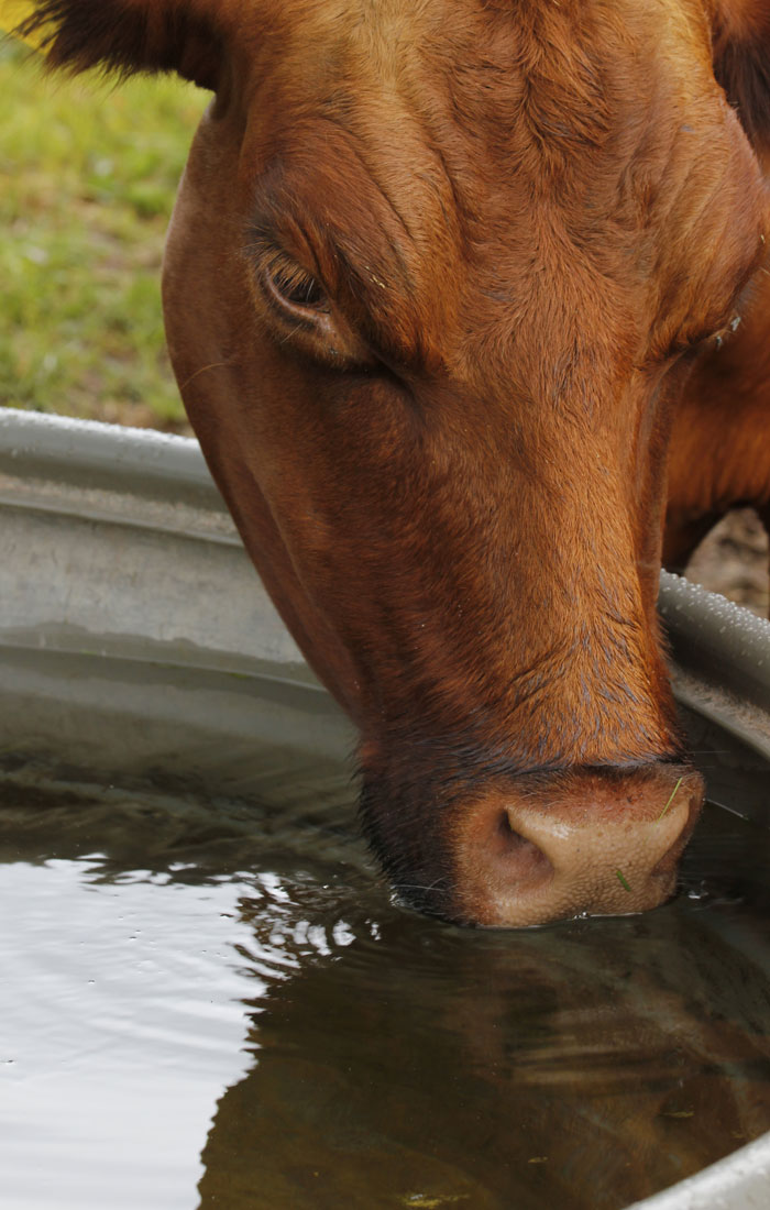 beef cow drinking water