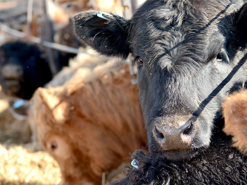 Photo of cows on a feed lot