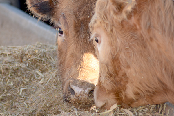 Photo of two cows eating dry feed