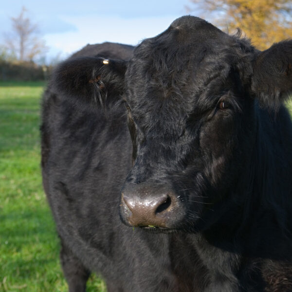 Photo of a black cow in a grassy pasture