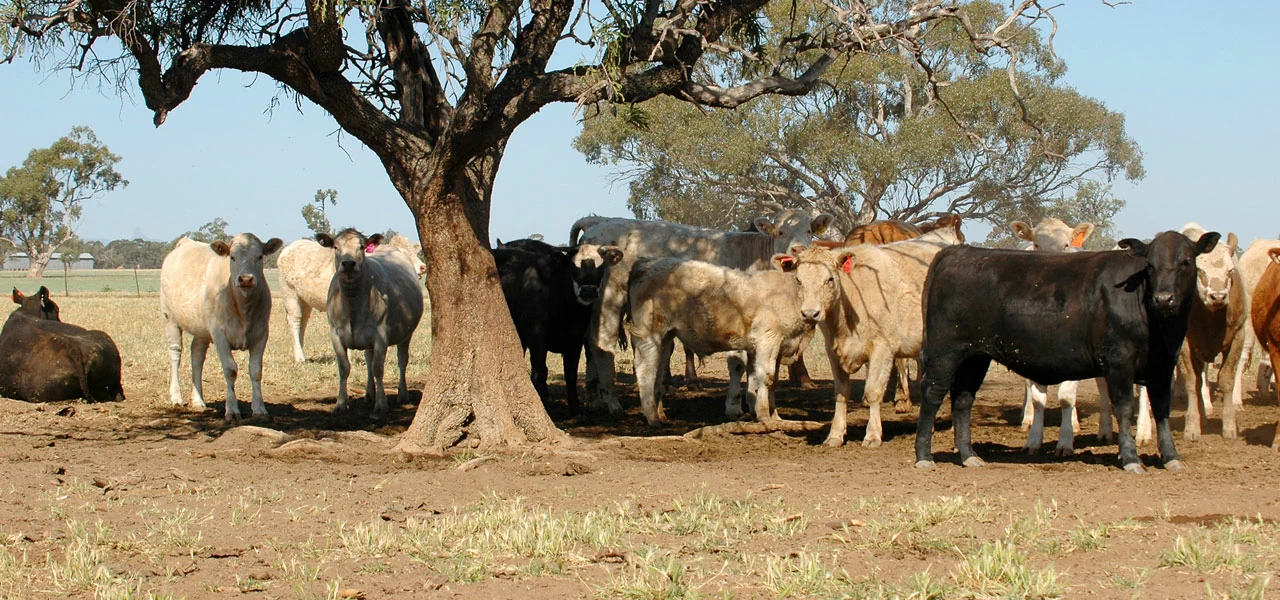 Beef Cattle in the shade