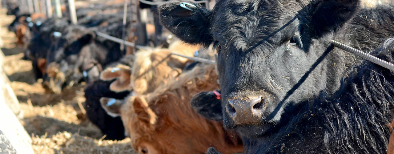 Photo of beef cattle on a feedlot