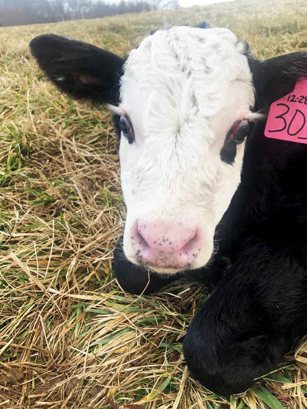 Photo of a cow laying down in a pasture