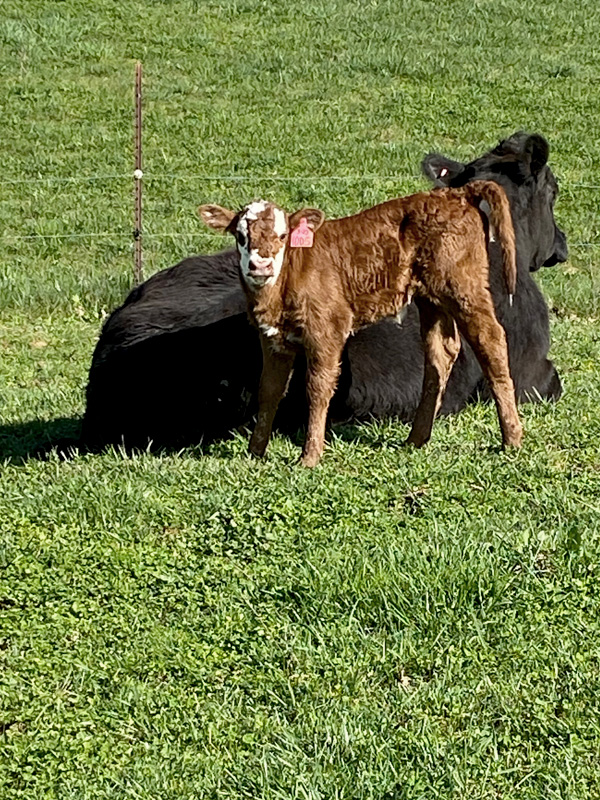 Photo of a calf standing next to a cow laying down in a pasture