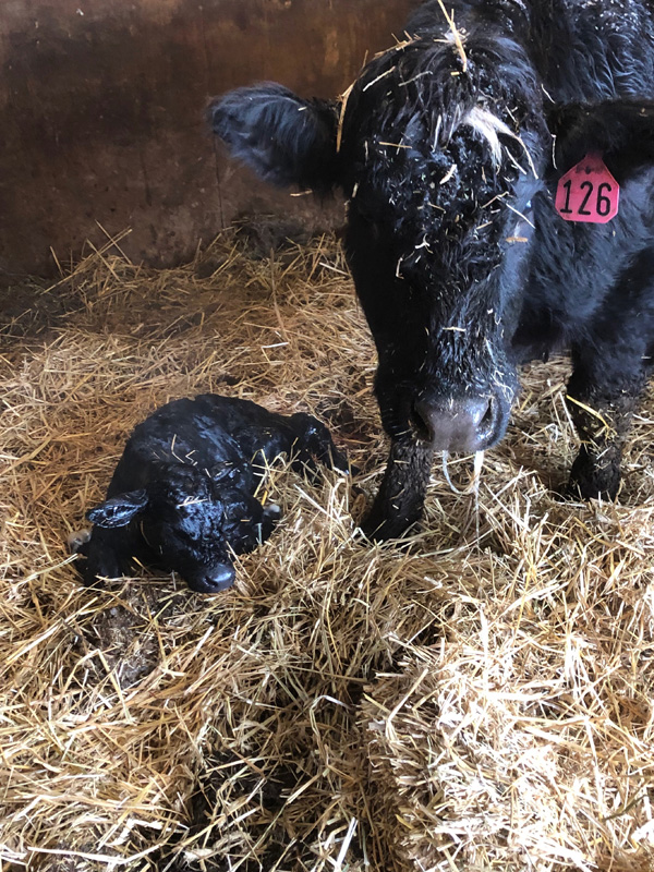 beef cow and newborn calf