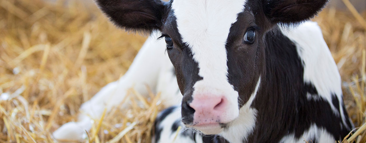 Photo of a Holstein Dairy Calf laying in a hay bed