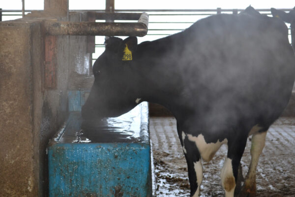 cold stress cow drinking