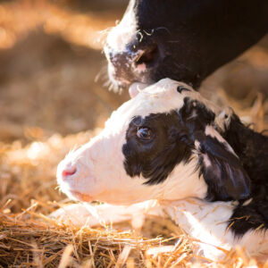 Photo of a newborn calf and cow