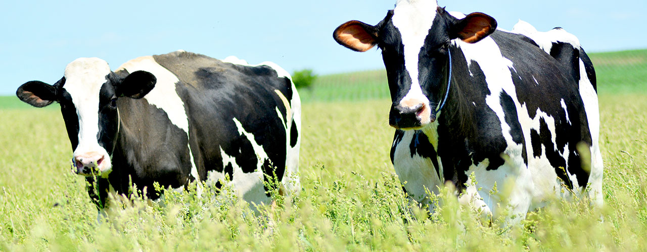 Photo of two Holstein dairy cows in a meadow in spring