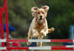 Photo of a Golden Retriever Dog