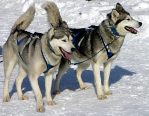 Photo of a huskie sled dogs harnesses to a sled in the snow