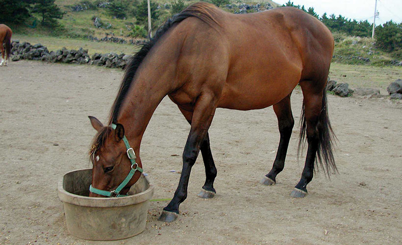 Photo of a horse eating out of a small trough in a sandy pasture