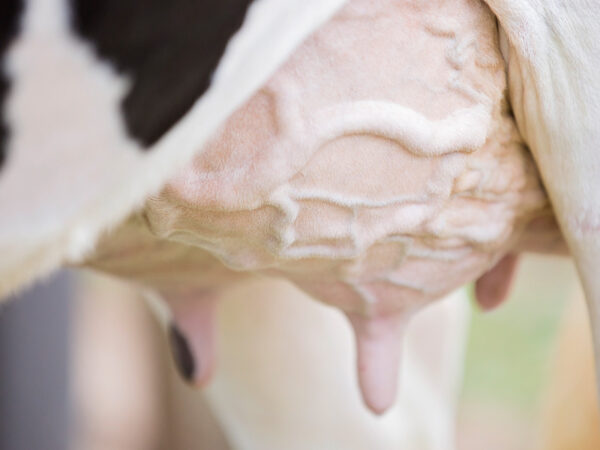 Fresh Cows and hydration