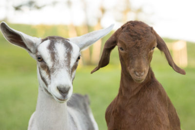 Photo of a white and gray goat and a brown goat