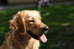 Photo of a Golden Retriever Dog