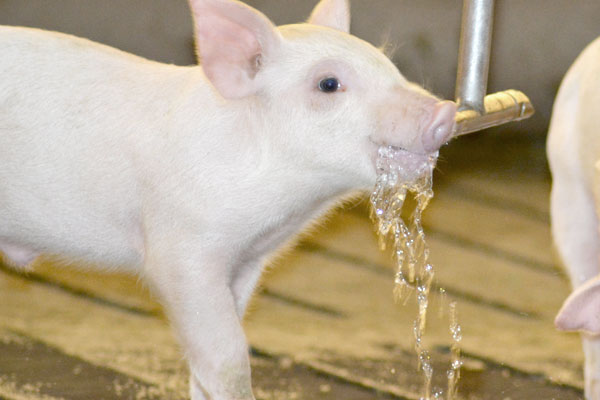 Encourage pigs to drink