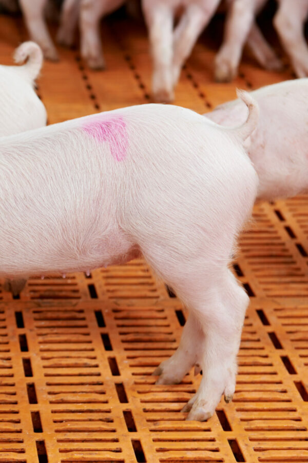 Photo of a baby pig hindquarters and tail