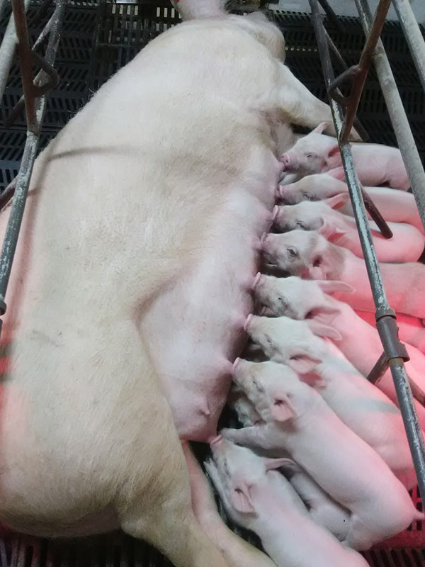 Photo of eight baby pigs nursing on a sow