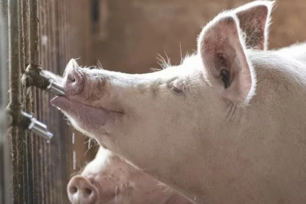 Photo of an adult pig drinking from a water tube