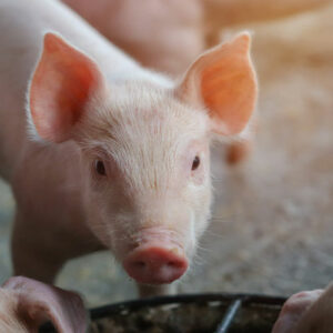 Photo of a baby pig