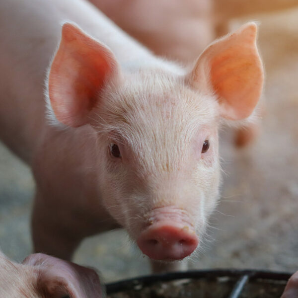 Photo of a baby pig